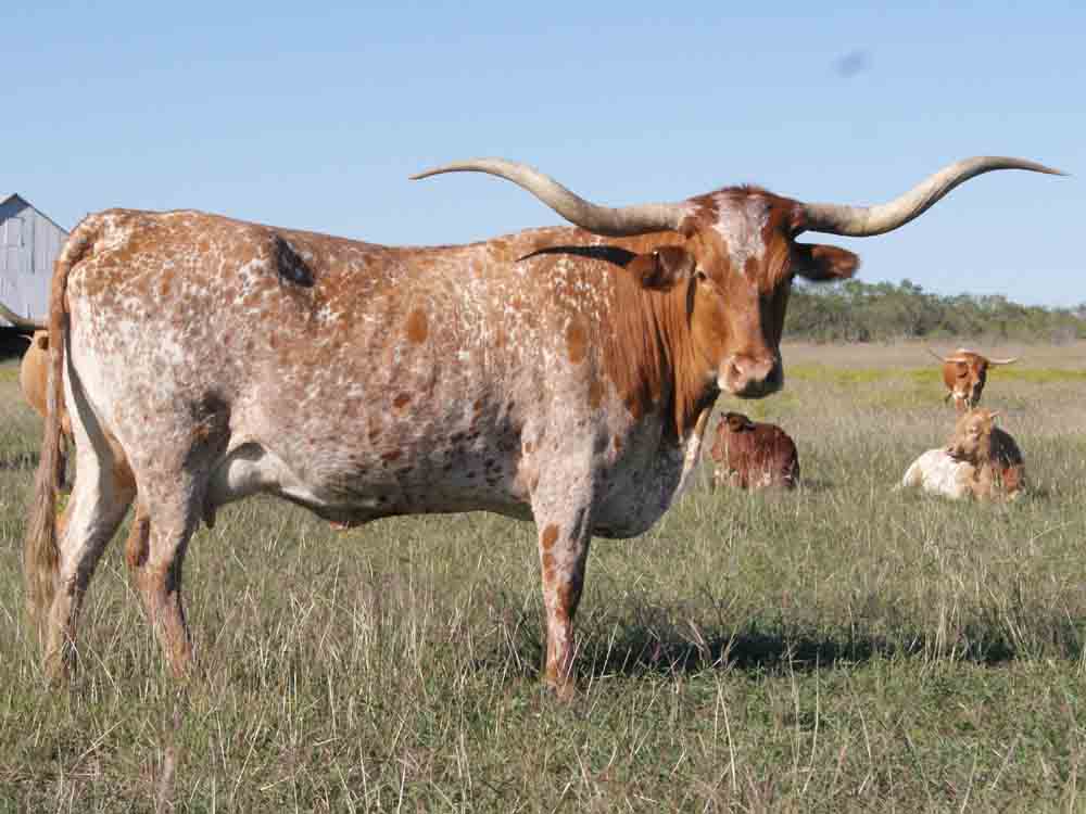 Texas Longhorn cow - CO Capone's Sapphire (2004)