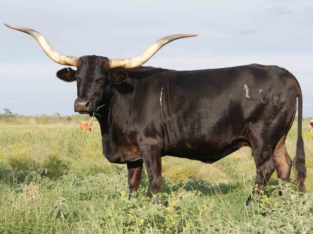 Texas Longhorn cow - DV Two Spot (2002)