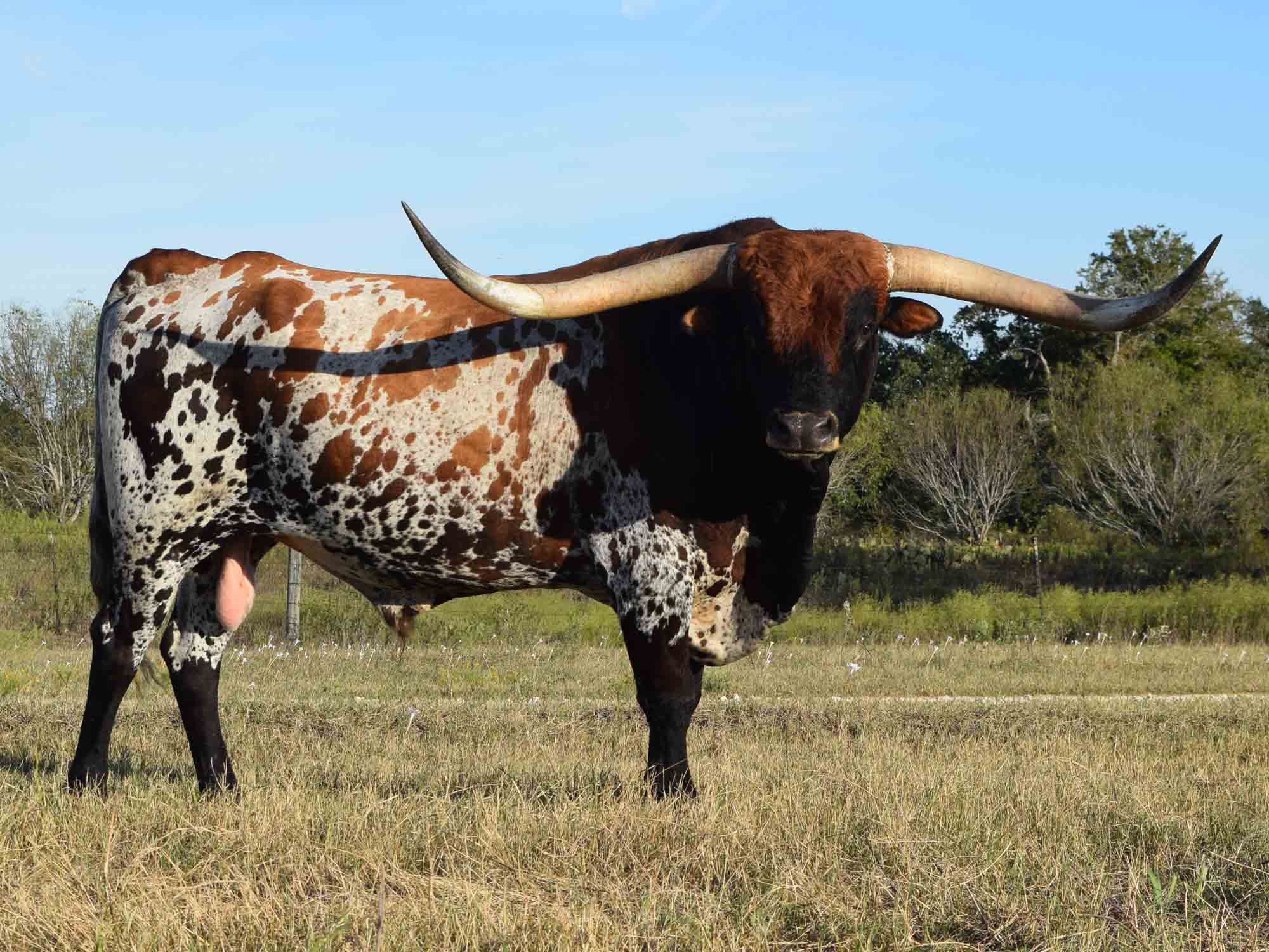 Rocking O Longhorns Texas Longhorn Cattle For Sale Austin Texas Longhorn Cattle Bulls Heifers Cows In Austin Texas