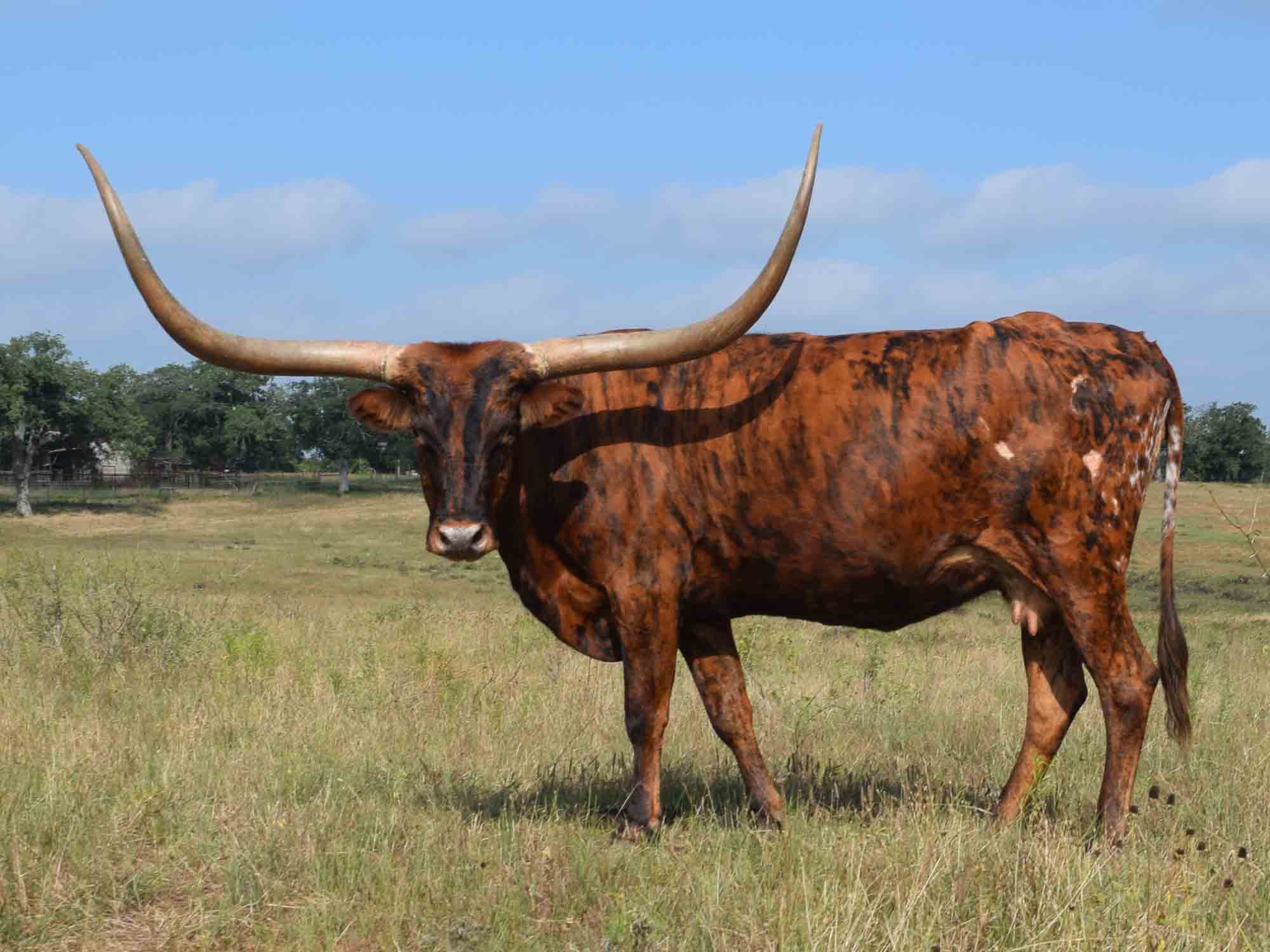 Rocking O Longhorns - Mature Cows For Sale