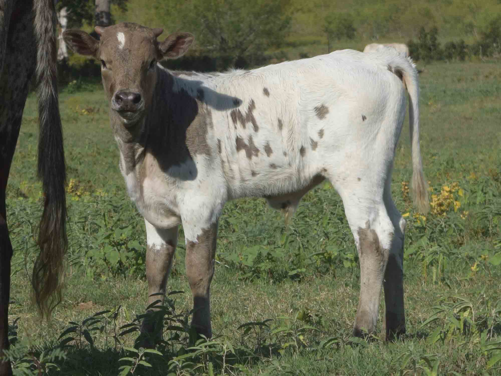 Rocking O Longhorns - Texas Longhorn bull calves for sale