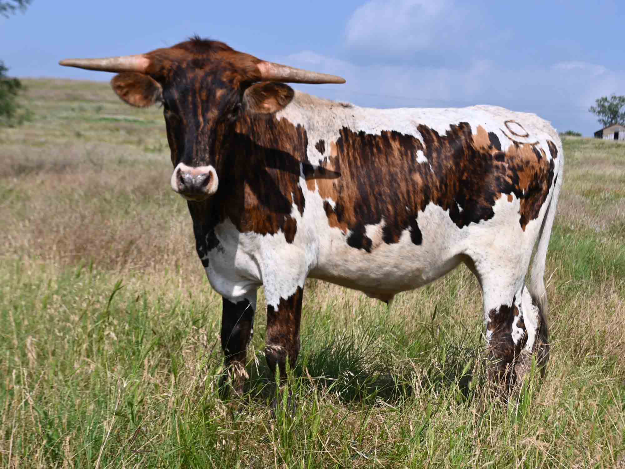 Rocking O Longhorns - Steers for sale