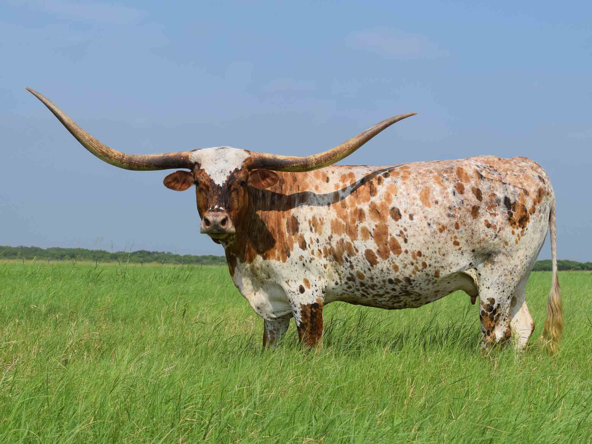 Rocking O Longhorns - Young Cows For Sale