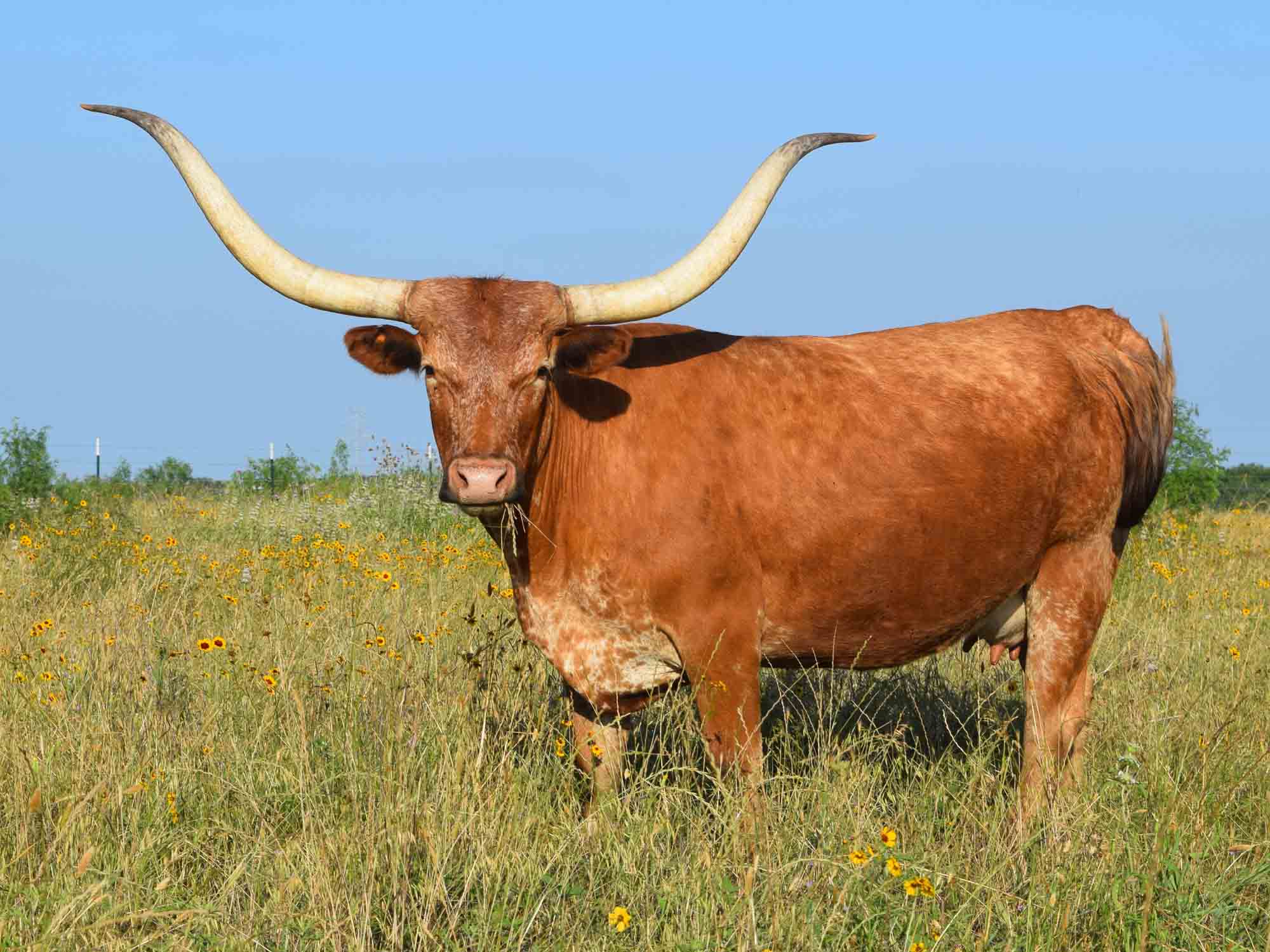 Rocking O Longhorns - Mature Cows for sale