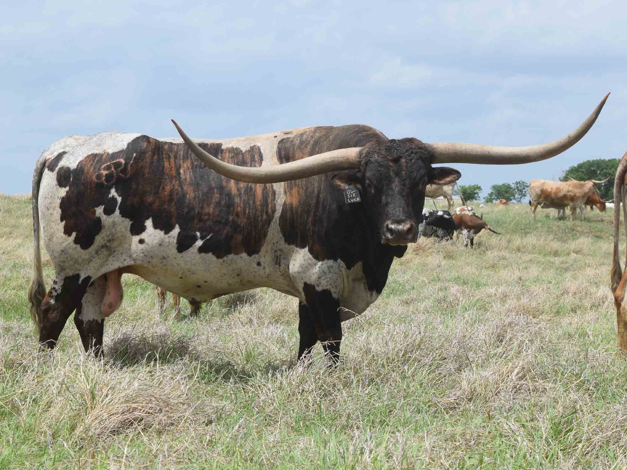 Texas Longhorn bull - BRR Sir Luca (2017)