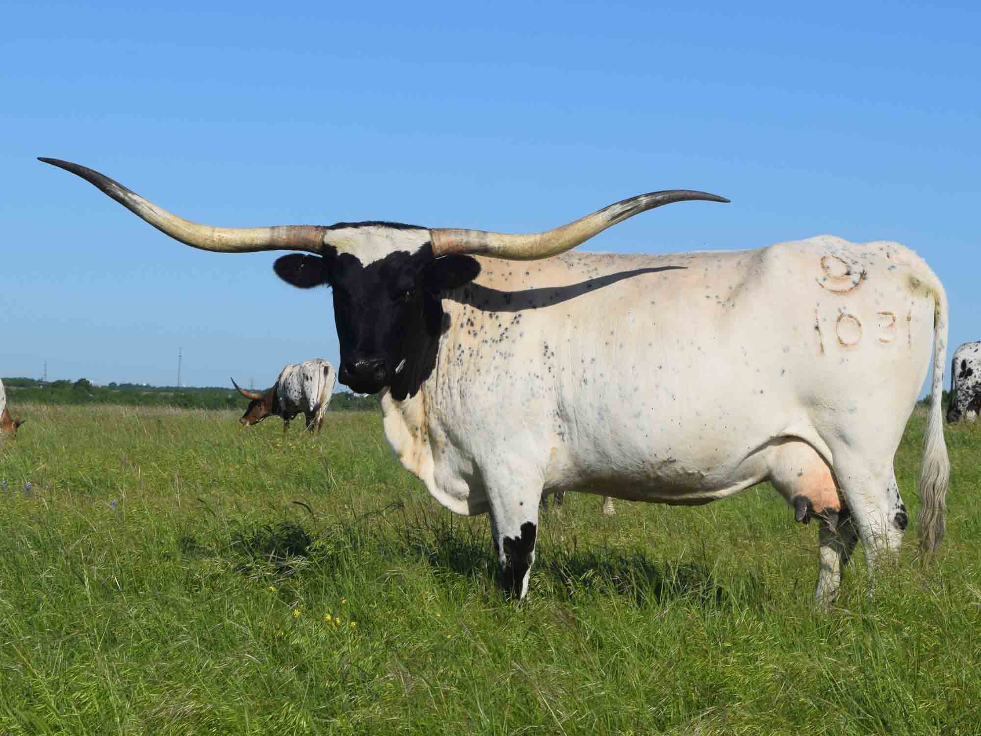 Texas Longhorn cow - CO Alamo's Rose