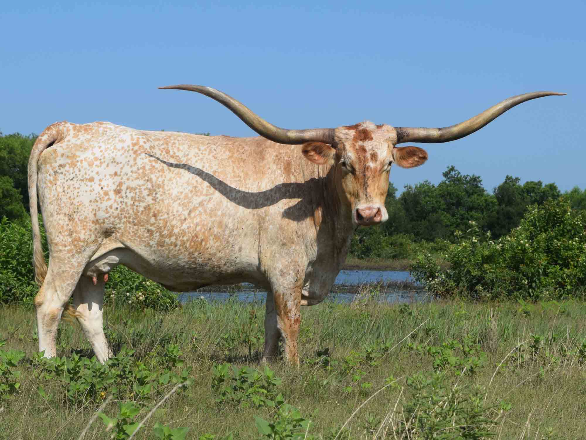 Rocking O Longhorns - Mature Cows for sale