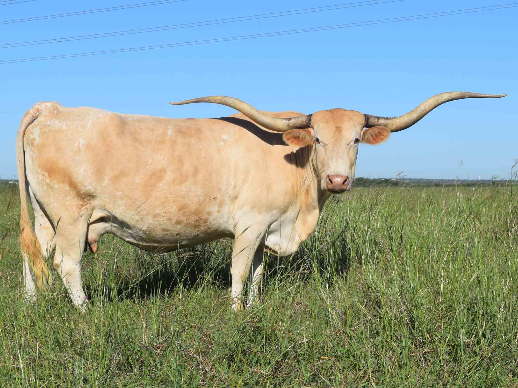 Texas Longhorn cows for sale - CO Lemon Wedge