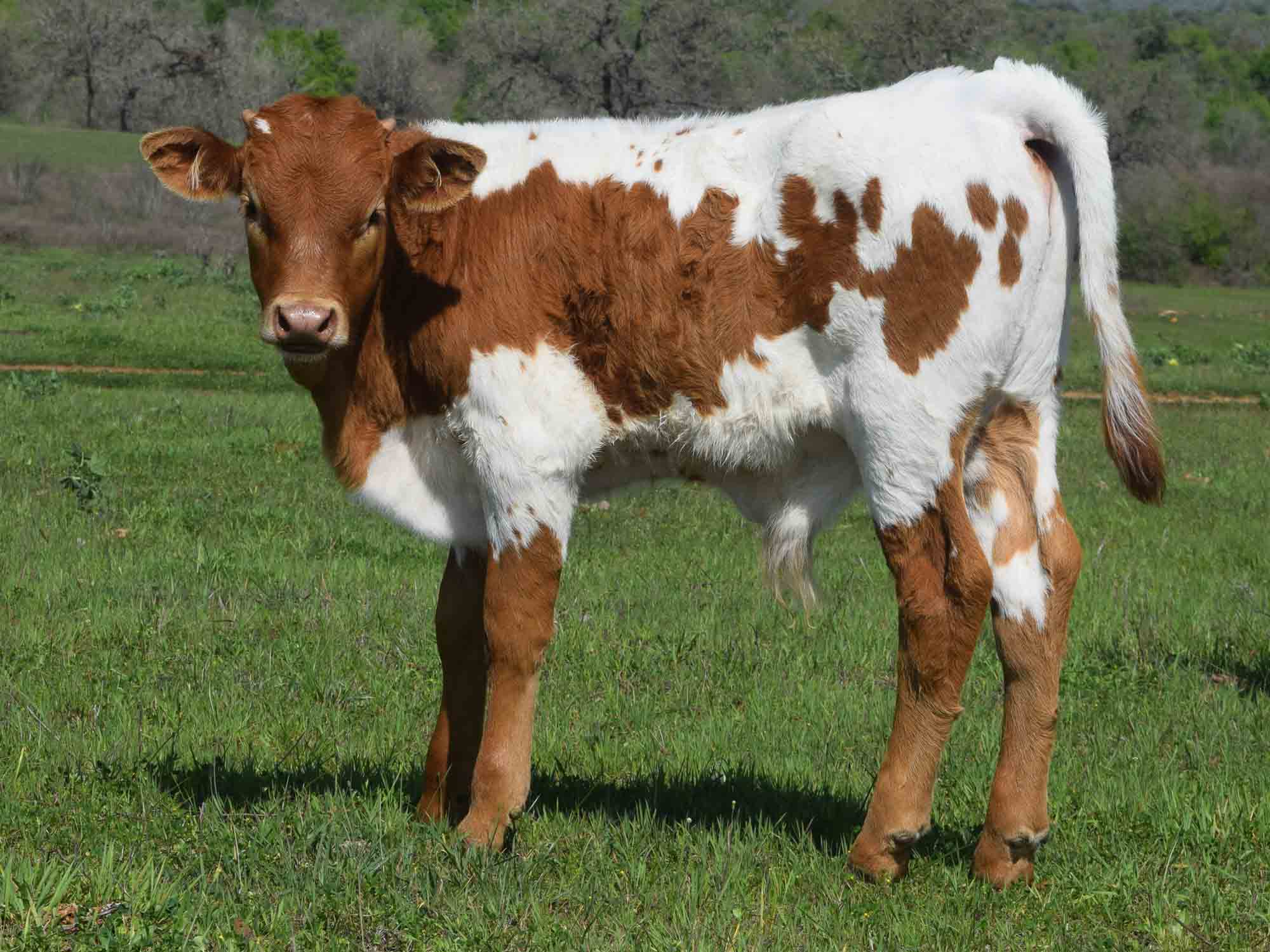 Rocking O Longhorns - Texas Longhorn bull calves for sale