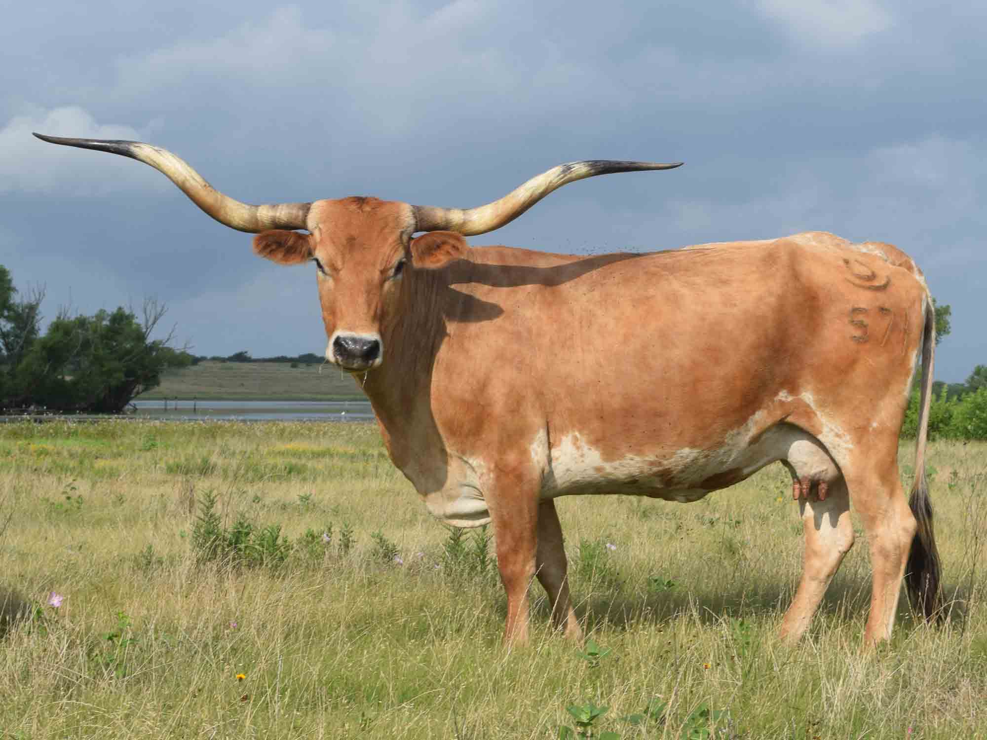 Texas Longhorn cow - CO Starry Eyed Surprise