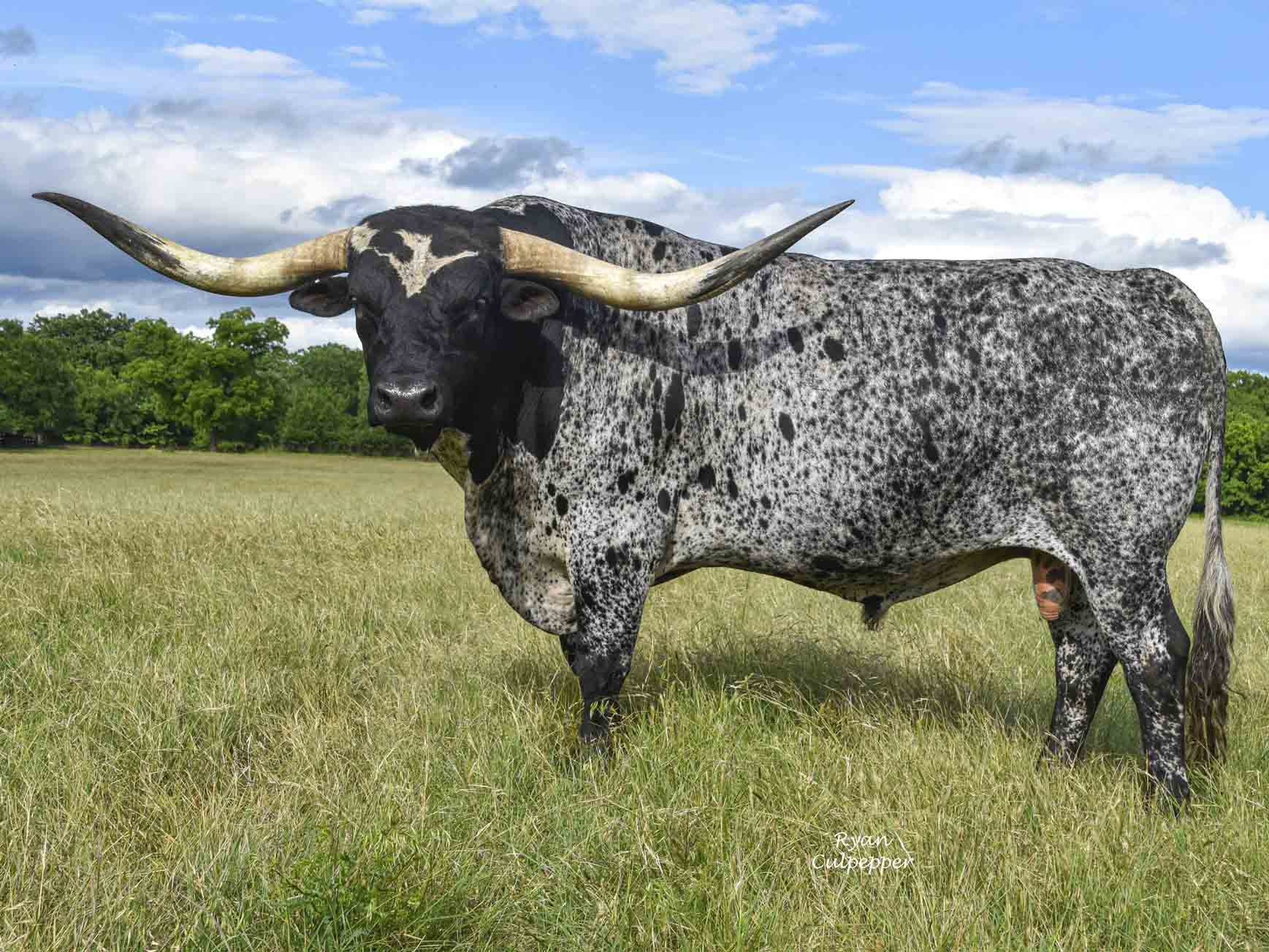 Texas Longhorn bull -  Chard Iron (2012)