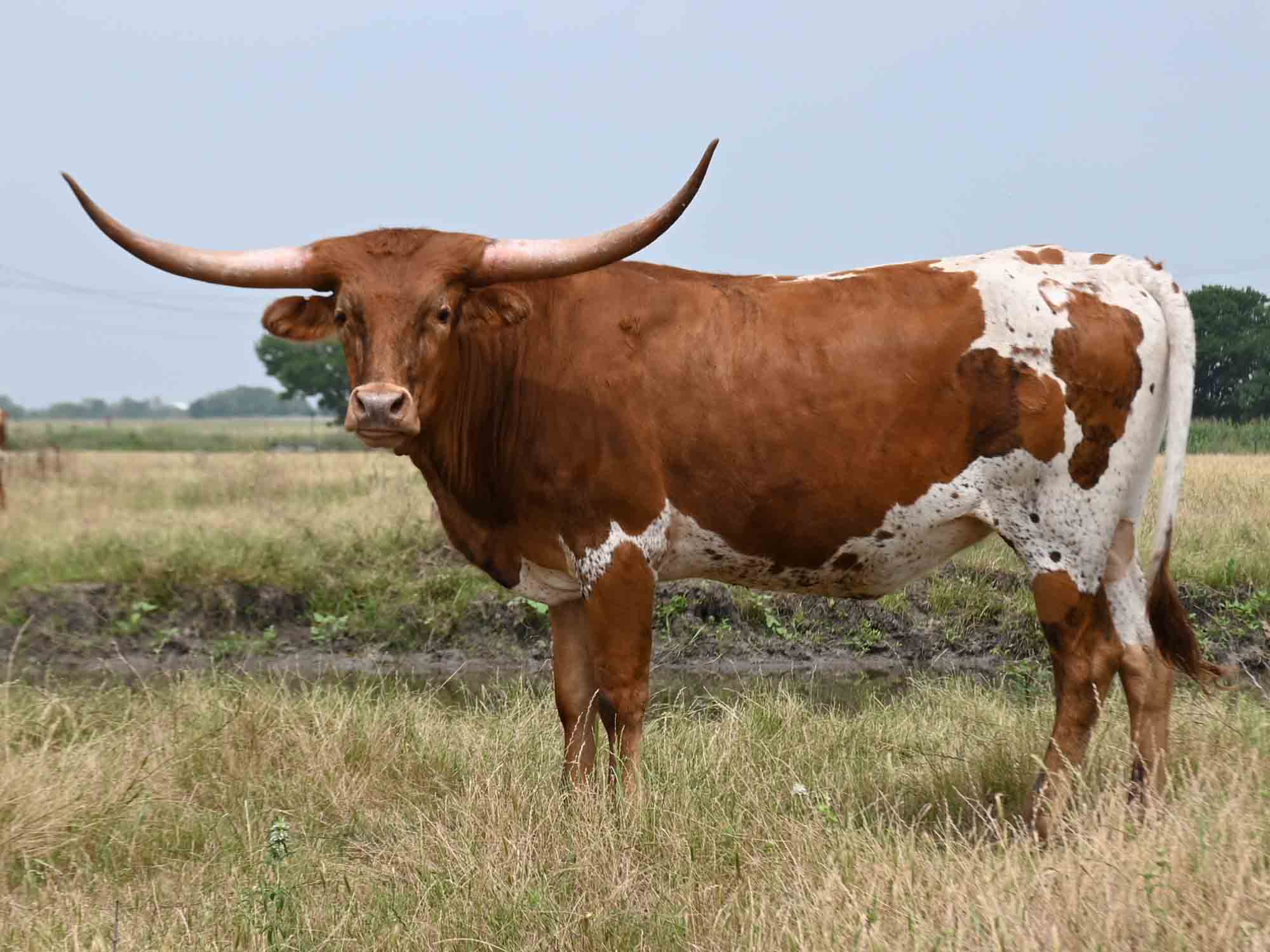 Rocking O Longhorns - Exposed Heifers for sale