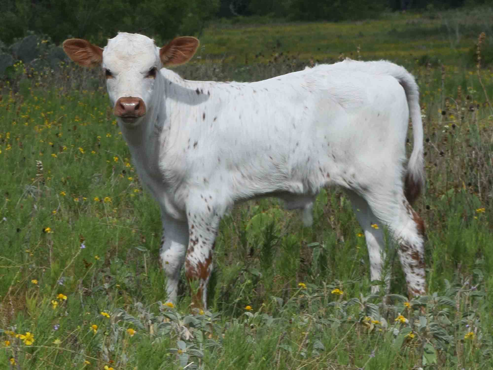 Rocking O Longhorns - Texas Longhorn bull calves for sale