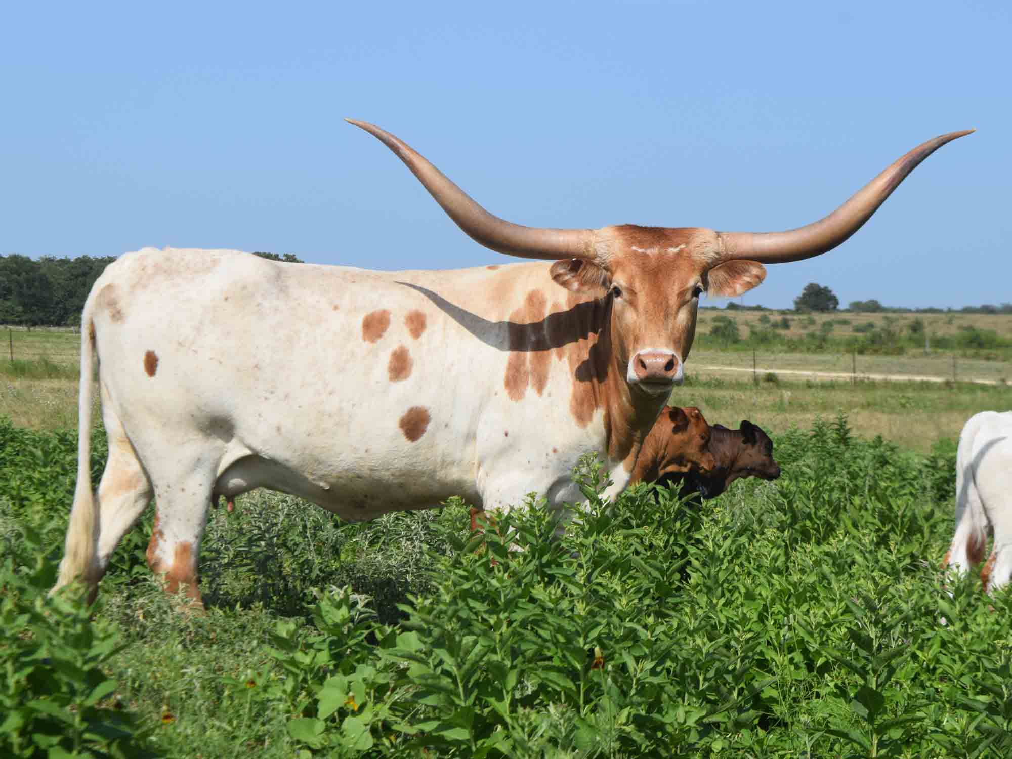 Rocking O Longhorns - Young Cows for sale