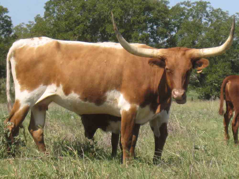 Rocking O Ranch - News: Rocking O Longhorns purchases Seven heifers ...