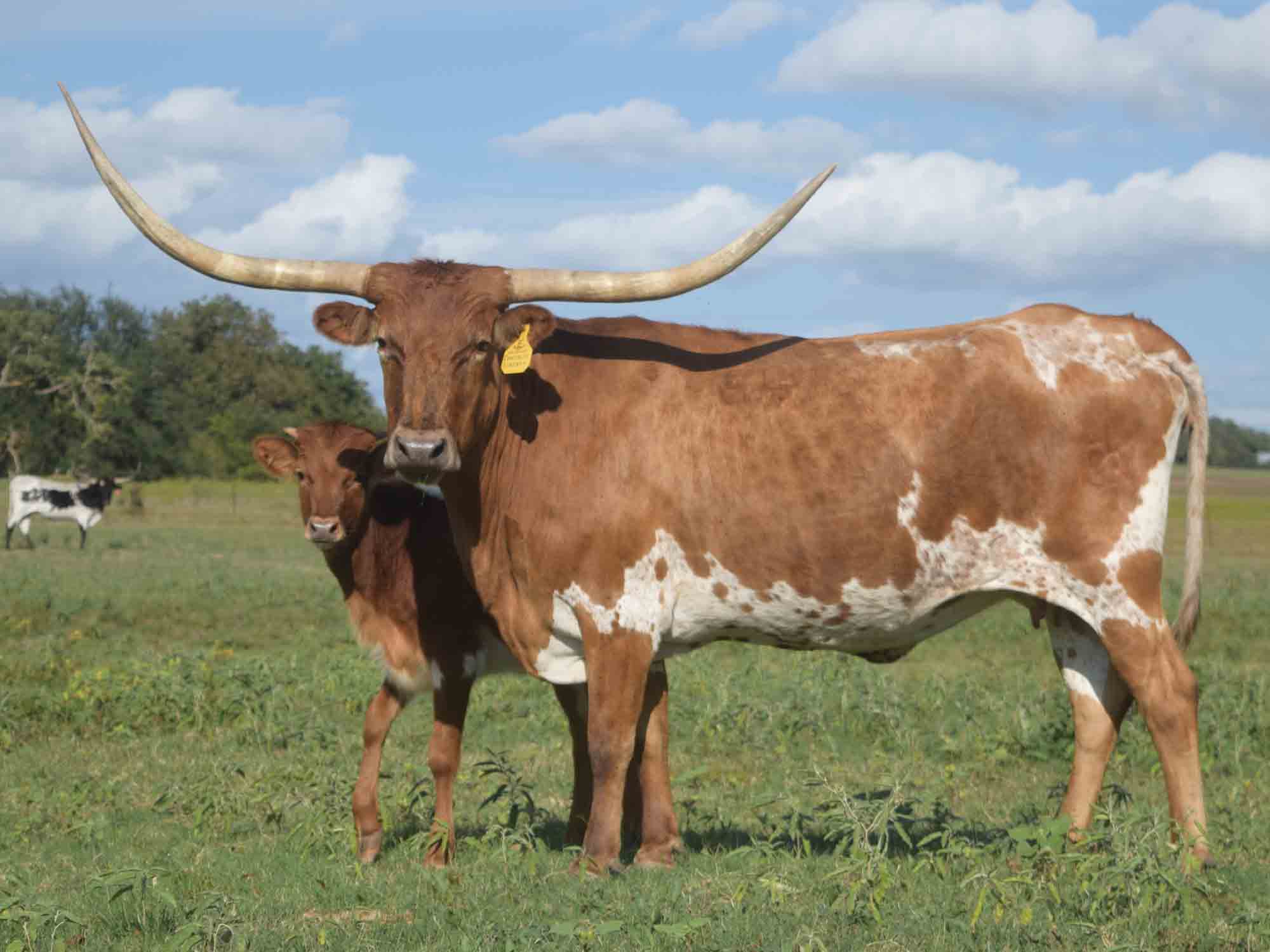 Ranch News at Gilliland Longhorns in Kansas