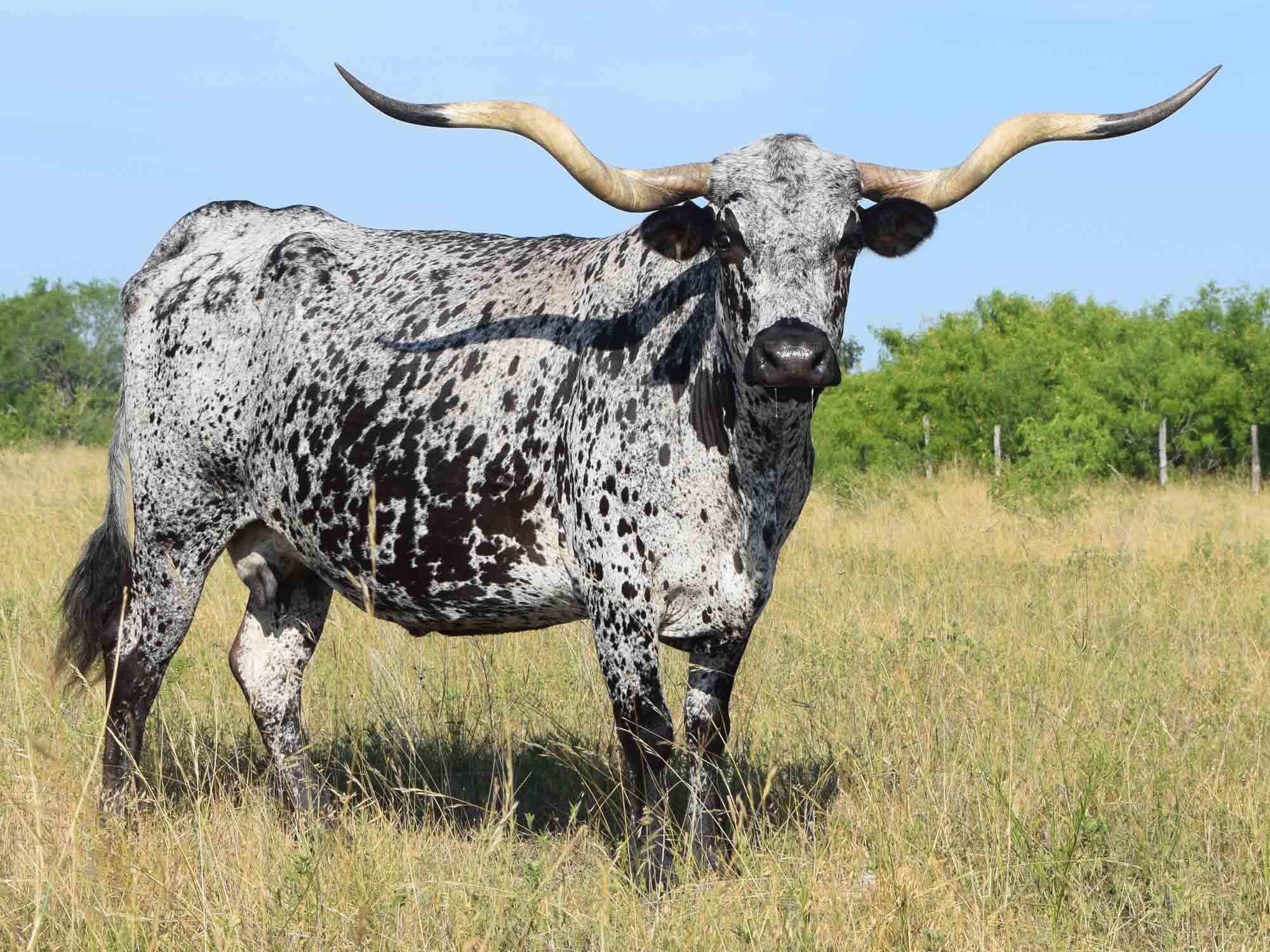 Texas Longhorn cows for sale - JB Untouchabull Lollypop (2006)