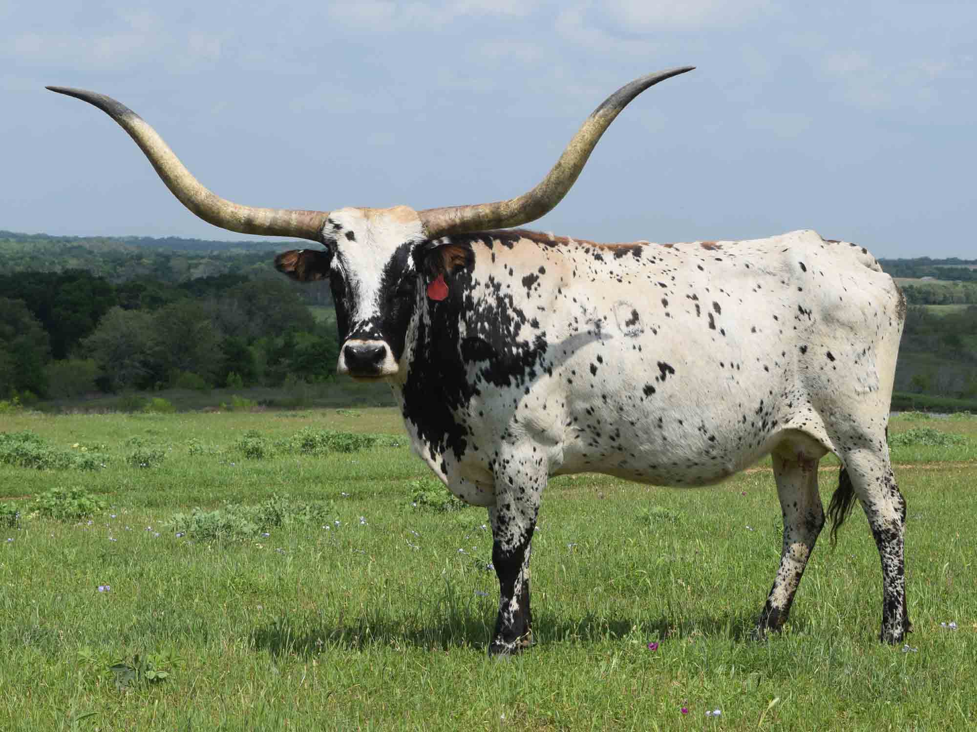Texas Longhorn cows for sale - JR Britney