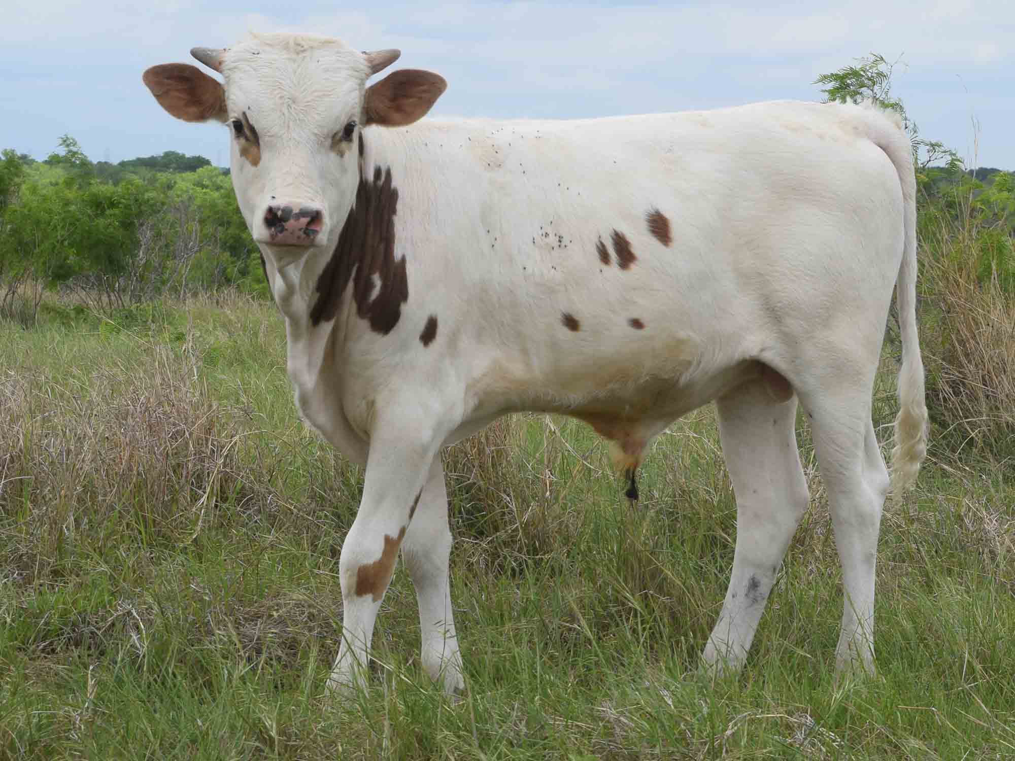 Rocking O Longhorns - Texas Longhorn bull calves for sale