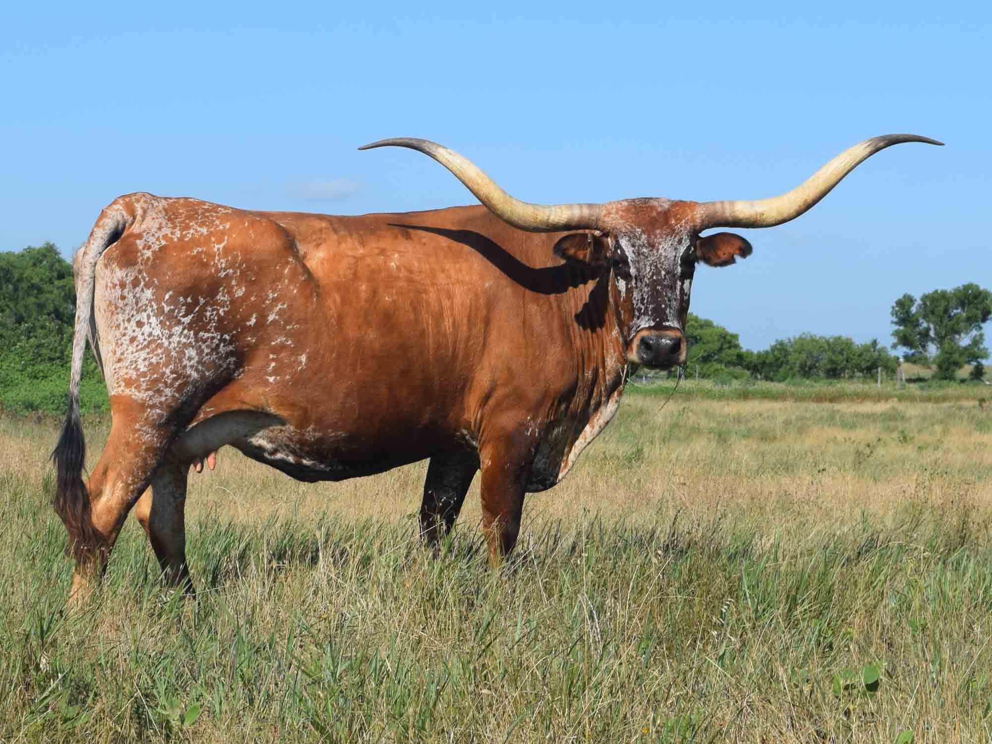 Rocking O Longhorns - Mature Cows for sale