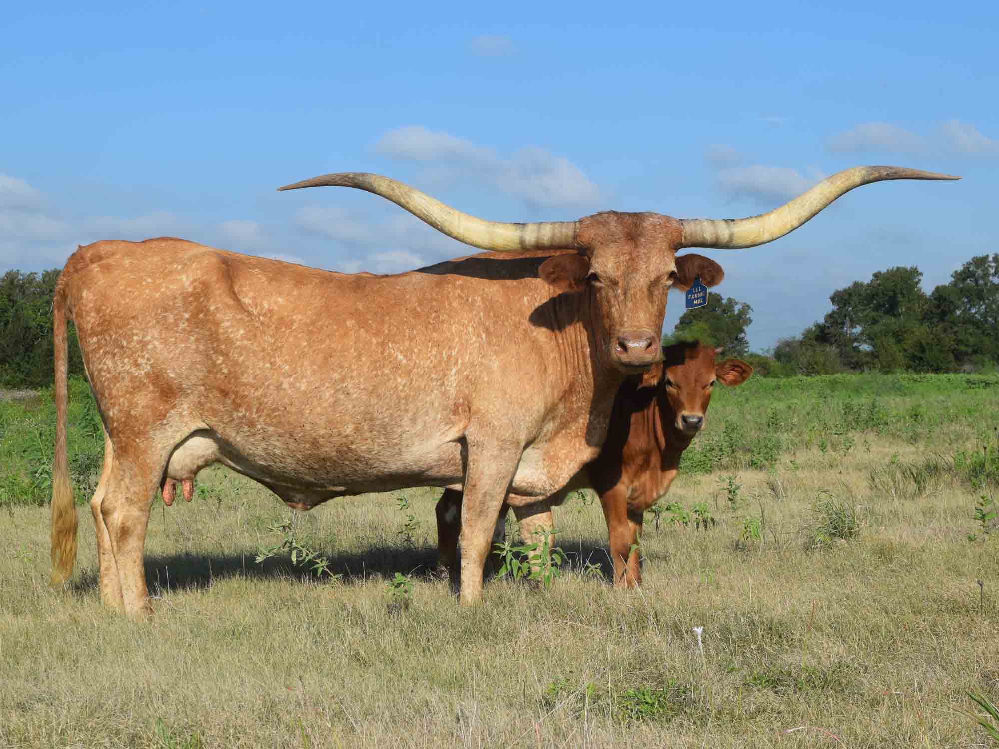 Texas Longhorn cows for sale - LLL Fannie Mae