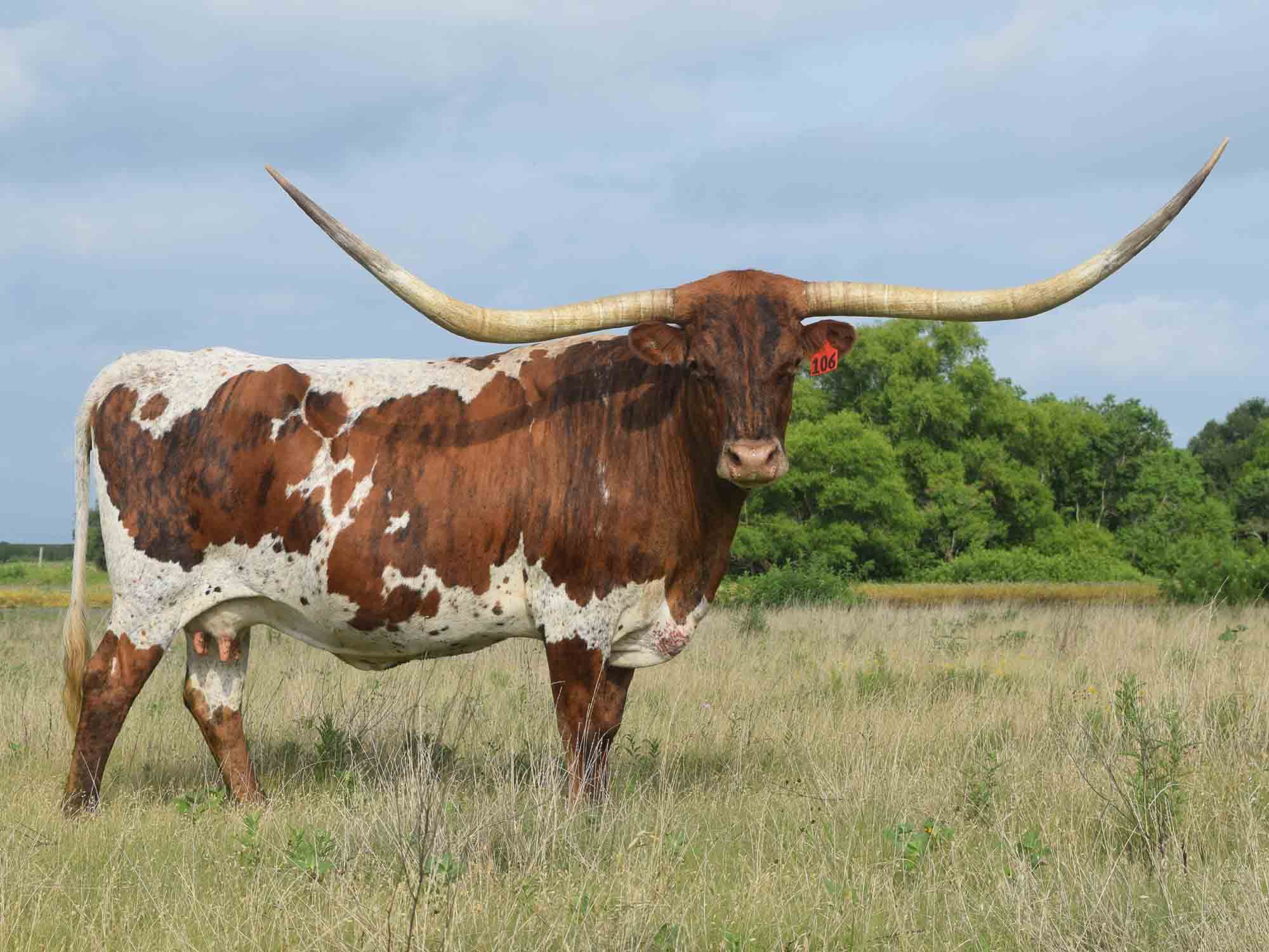 Texas Longhorn cows for sale - LLL Max's Rave