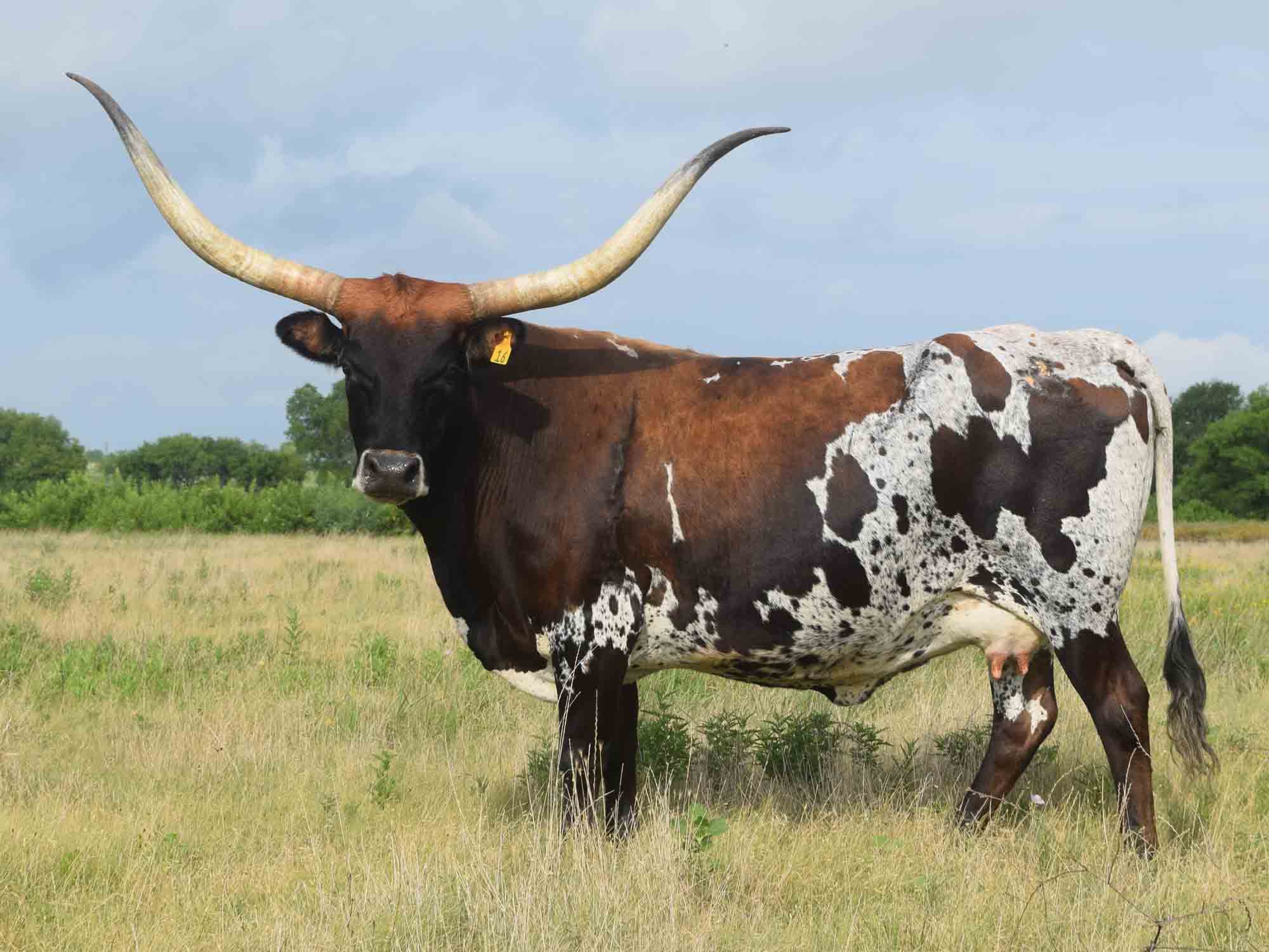 Texas Longhorn cow - LLL Max's Trinity