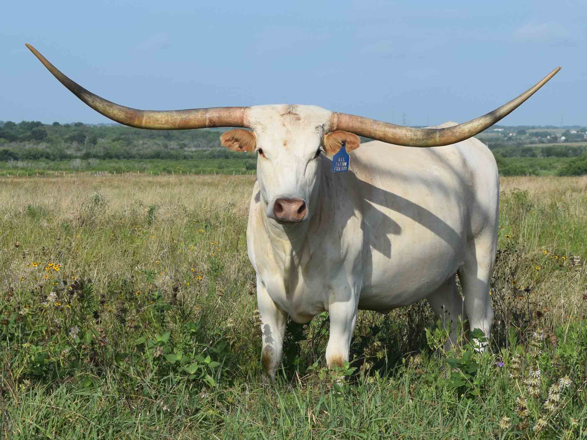 Texas Longhorn cow - LLL Sittin Pretty