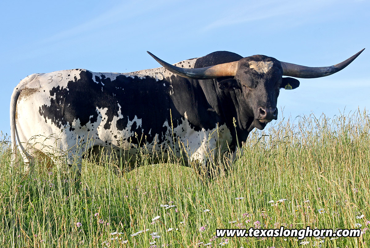 Texas Longhorn bull for sale - Non Stop (2014)