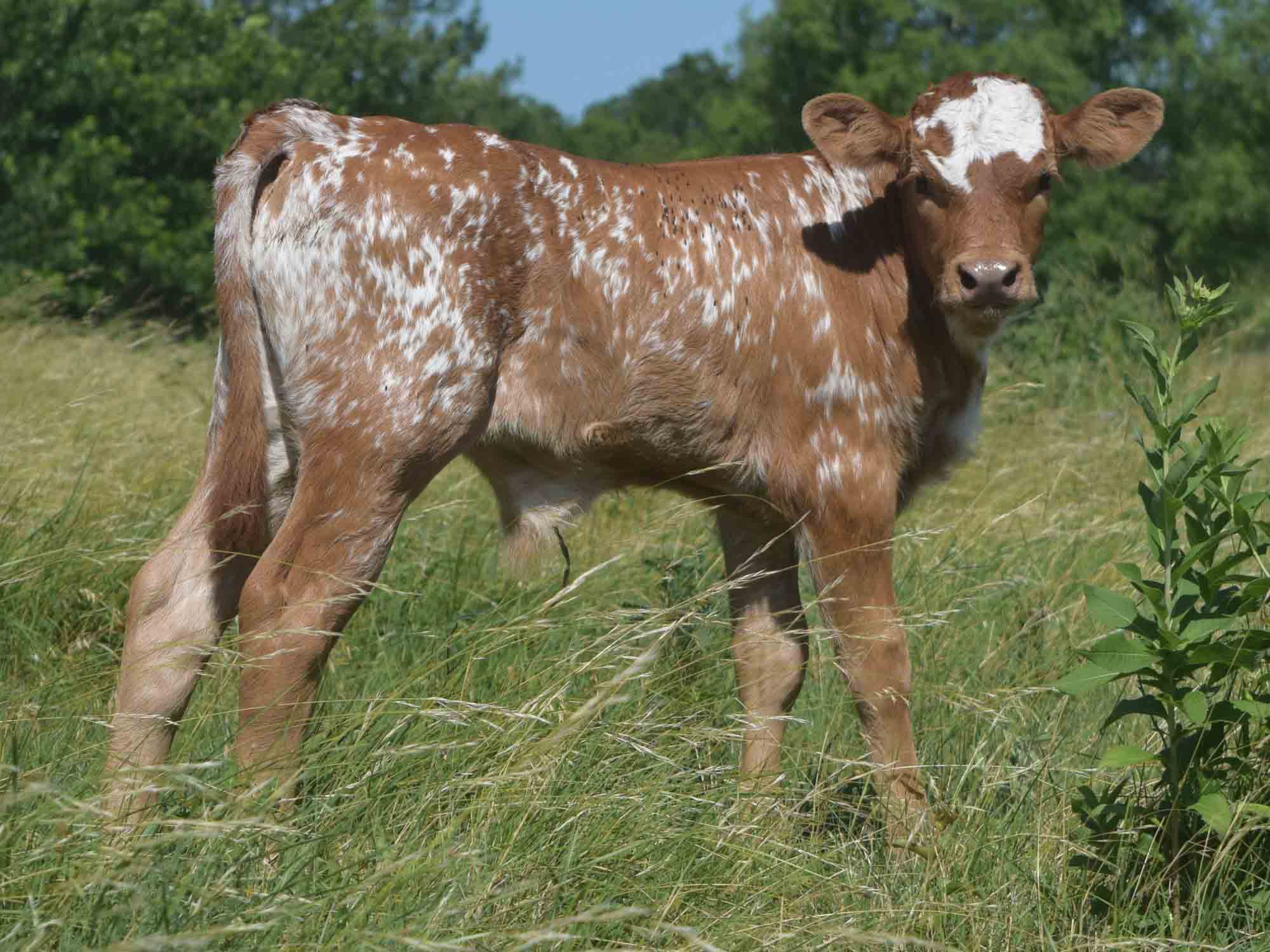 Rocking O Longhorns - Texas Longhorn bull calves for sale