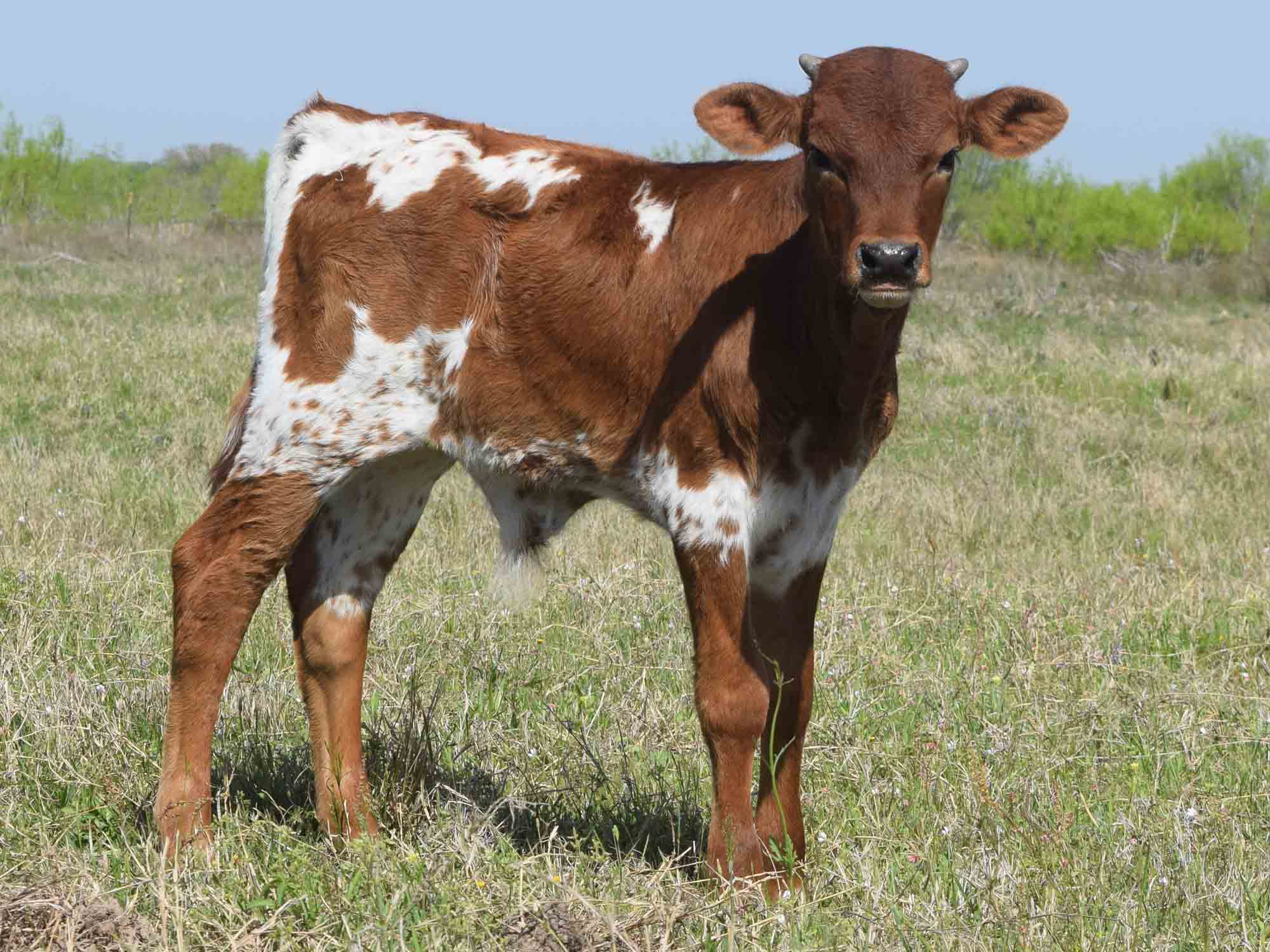 Rocking O Longhorns - Texas Longhorn bull calves for sale