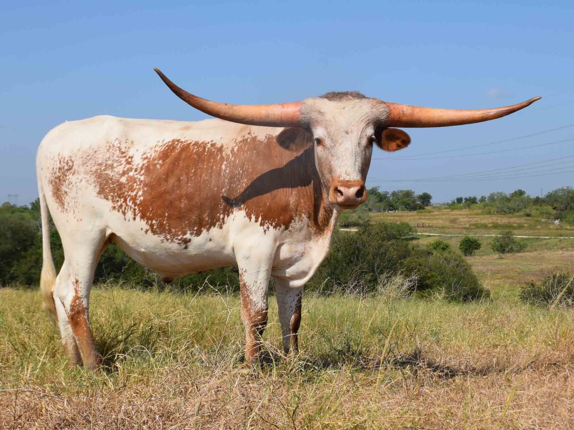 Rocking O Longhorns - Texas Longhorn bull calves for sale