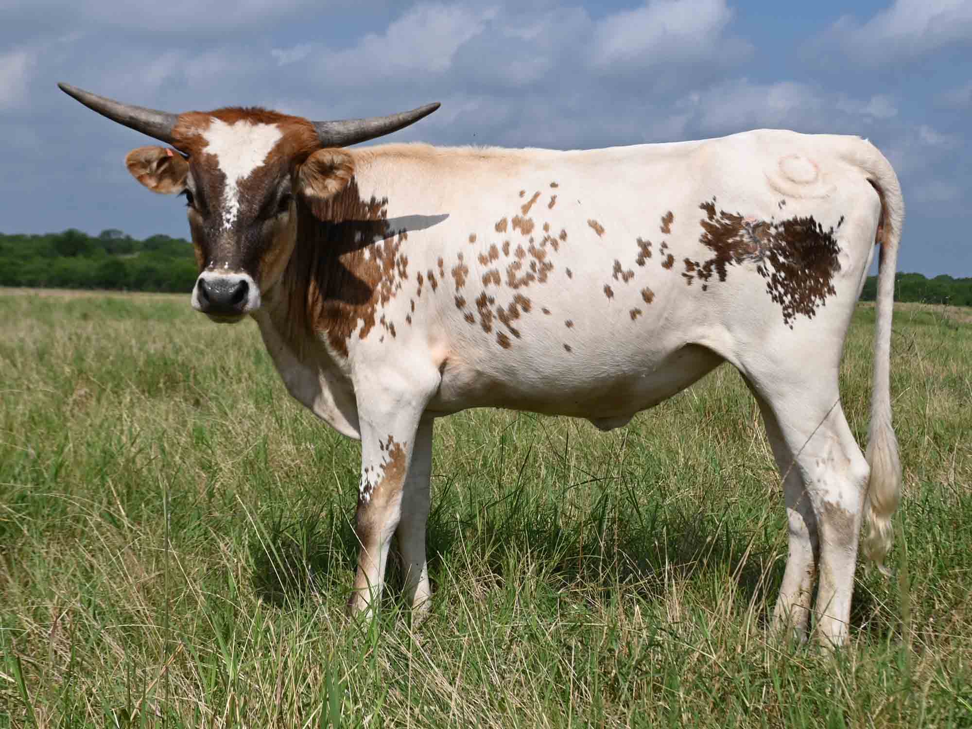 Rocking O Longhorns - Texas Longhorn heifer calves for sale