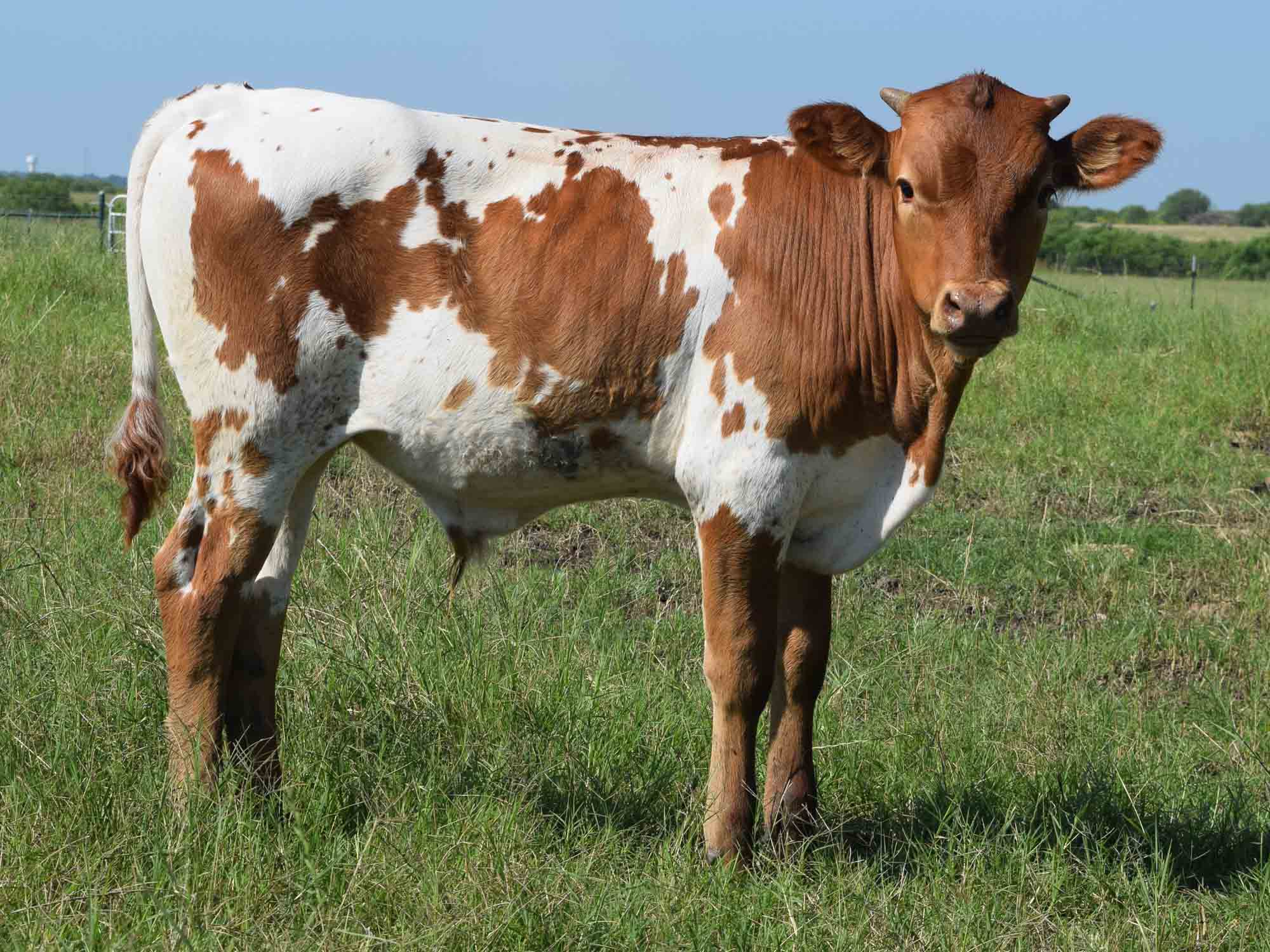 Rocking O Longhorns - Texas Longhorn herd sires and bulls