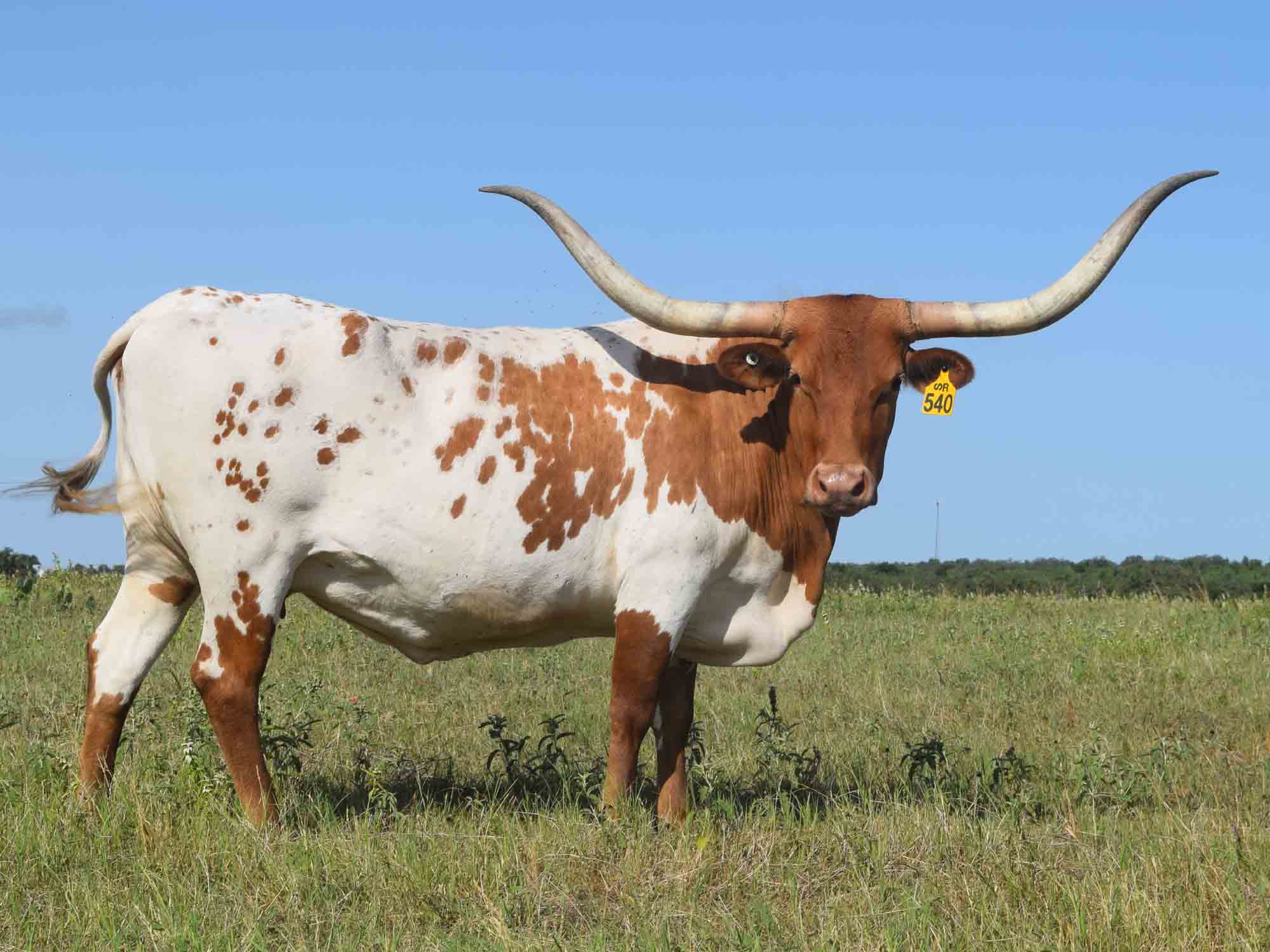 Rocking O Longhorns - Young Cows for sale