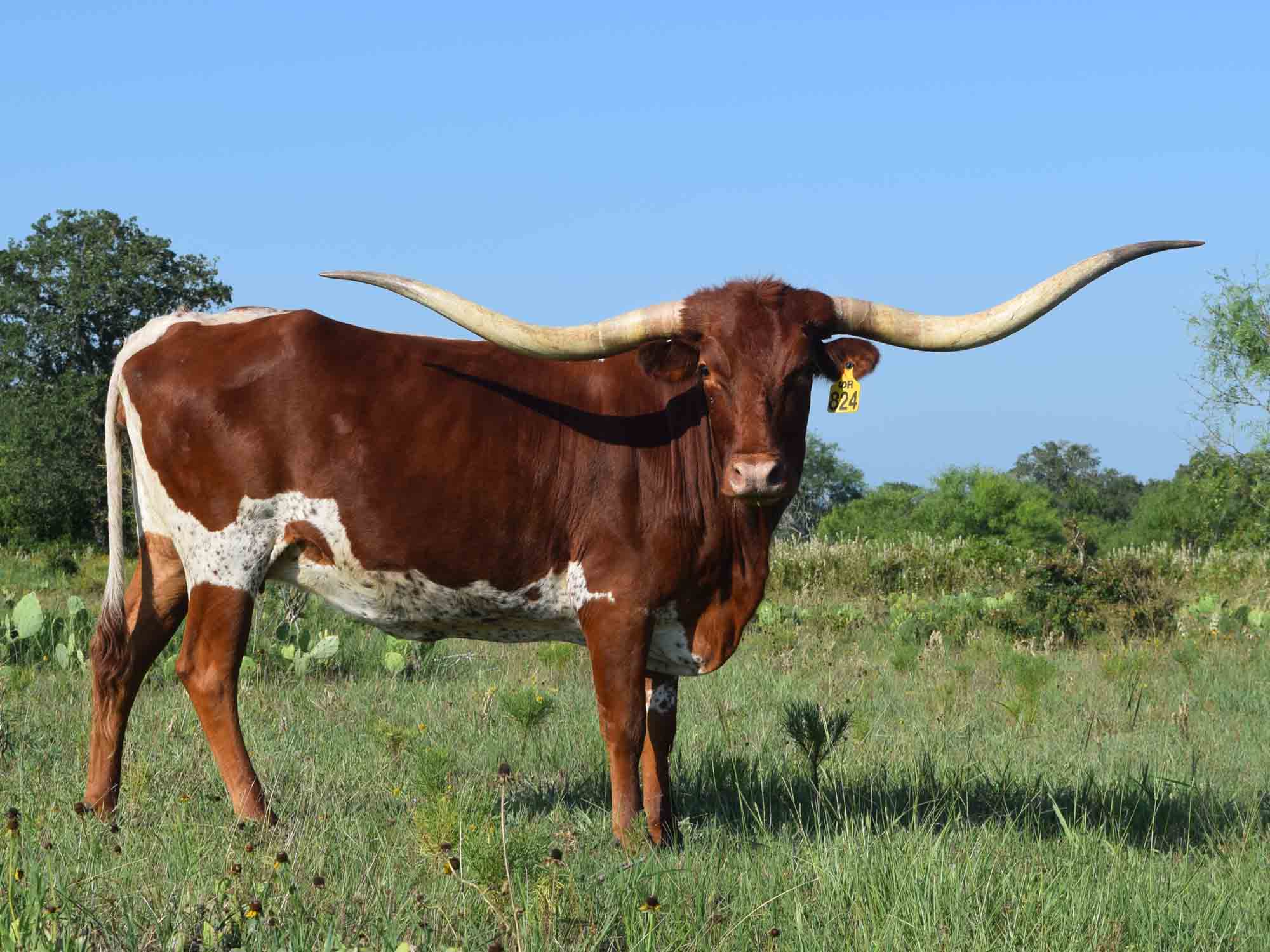 Rocking O Longhorns - Young Cows for sale