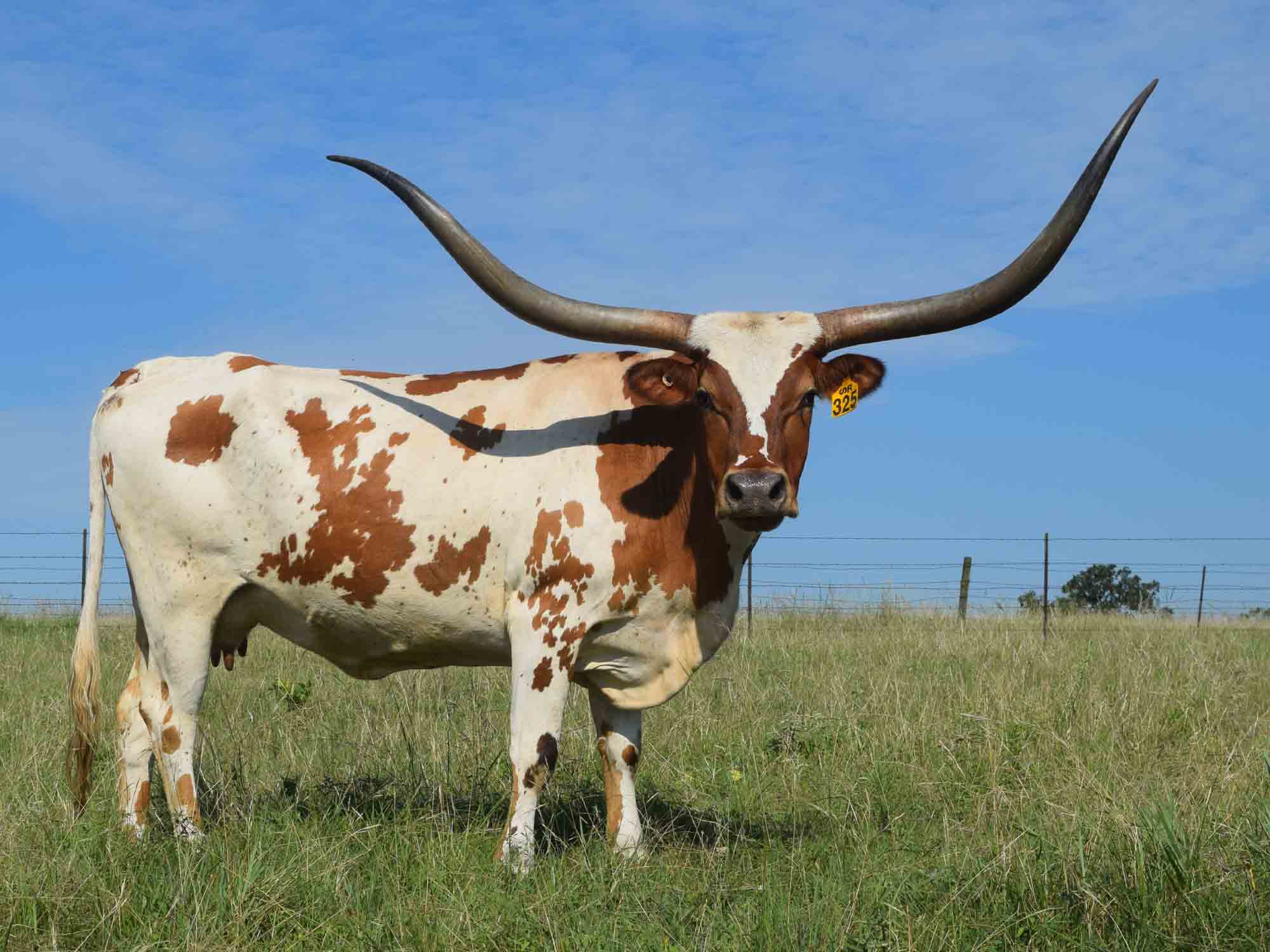 Texas Longhorn heifer - SR Maybelline