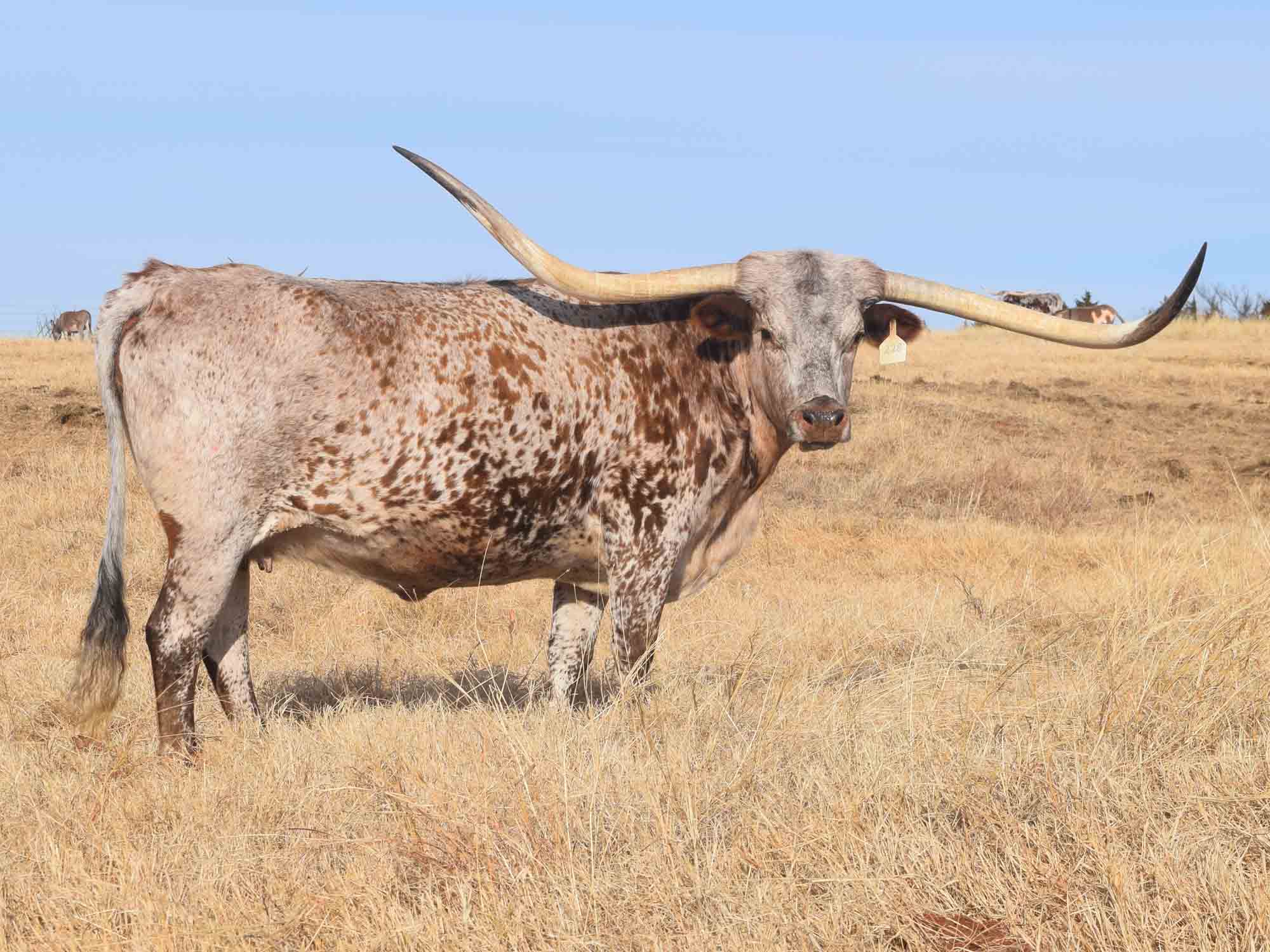 Texas Longhorn cows for sale - Sittin Purdy LD (2008)