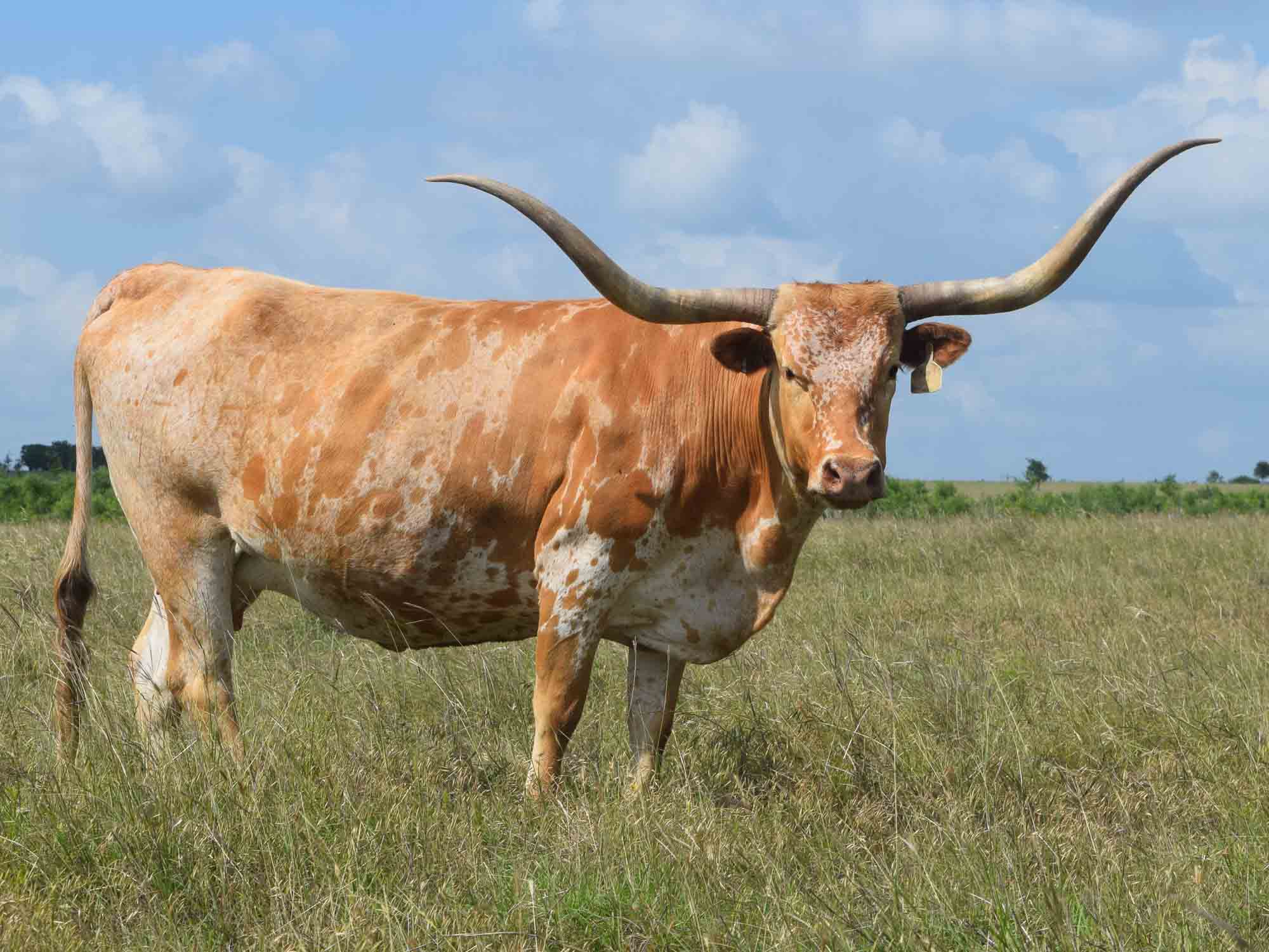 Texas Longhorn cow - Sweet Magic HB