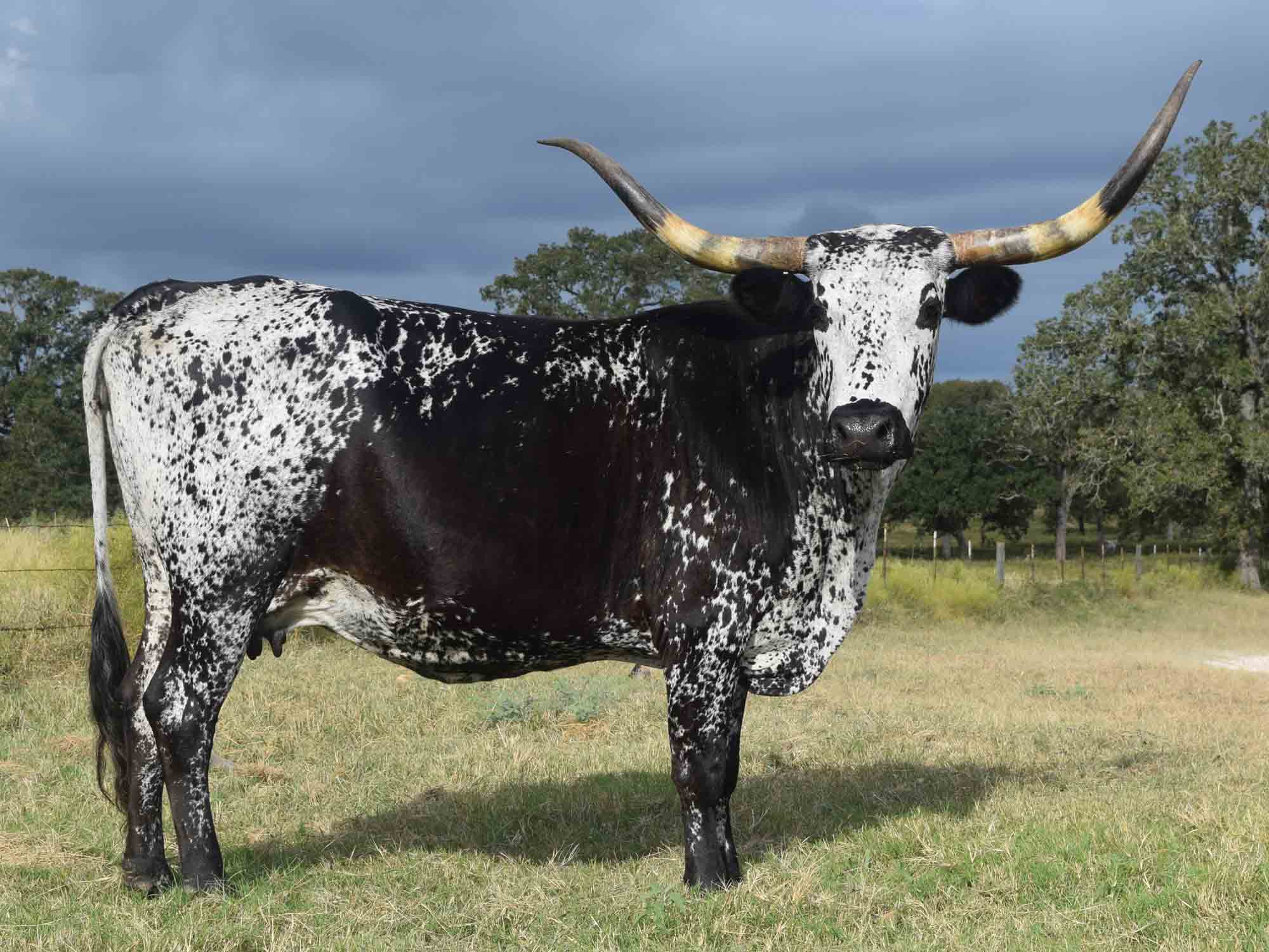 Texas Longhorn heifer - TP Diamond Chip (2007)