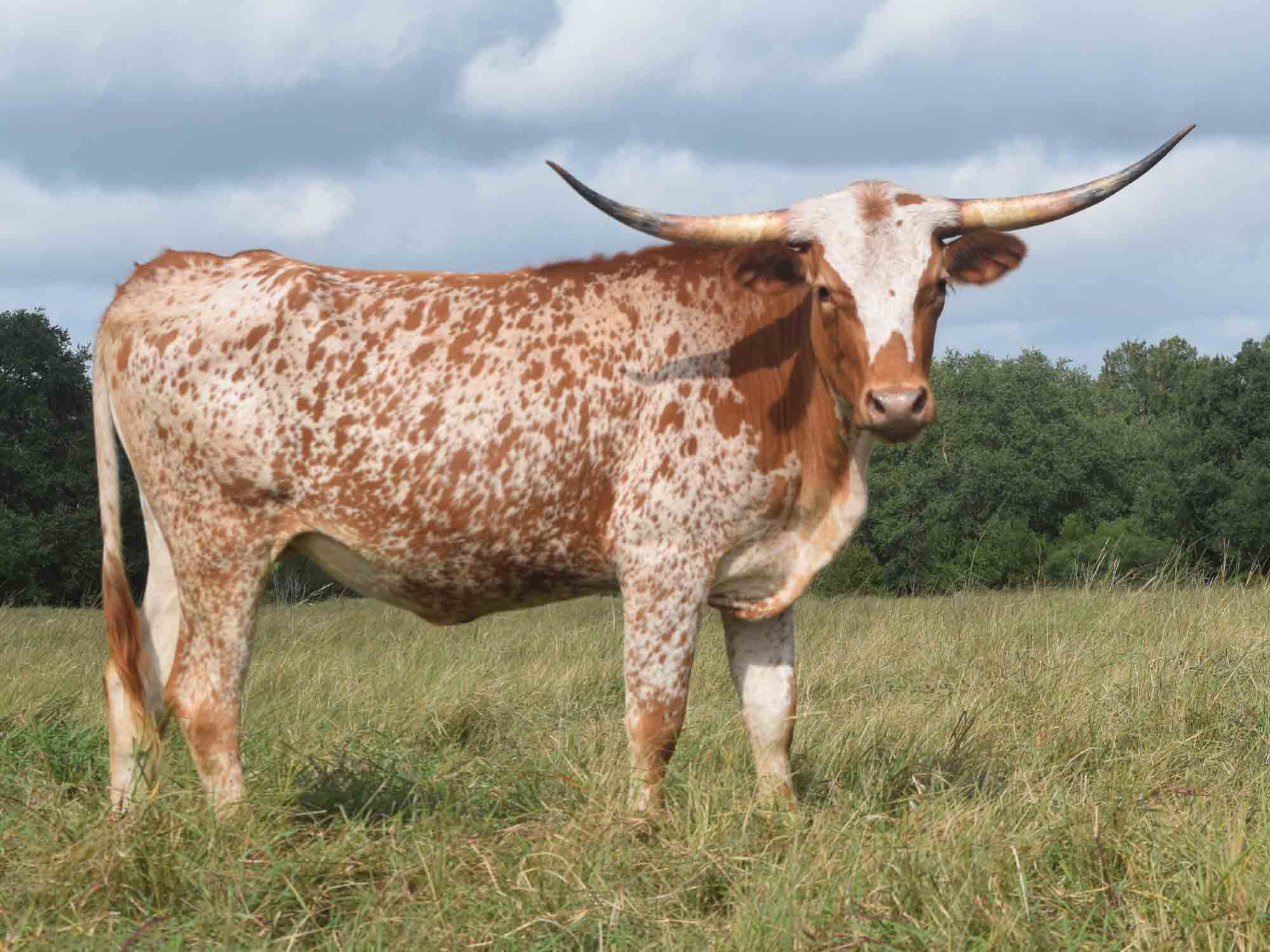 Rocking O Longhorns - Young Cows for sale